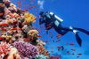Scuba diver photographs a vibrant coral reef surrounded by colorful tropical fish.