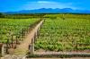 A low stone wall with an entrance to vast tracts of vineyards gives way to mountains in the distance.