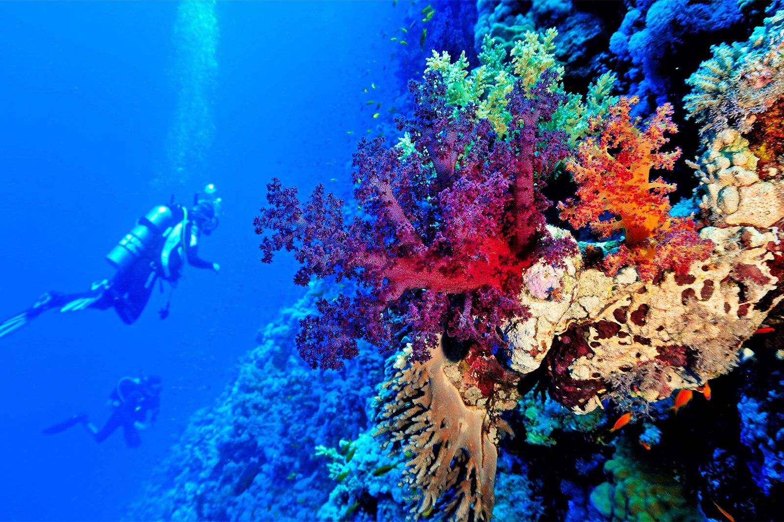 A diver exploring a coral reef.