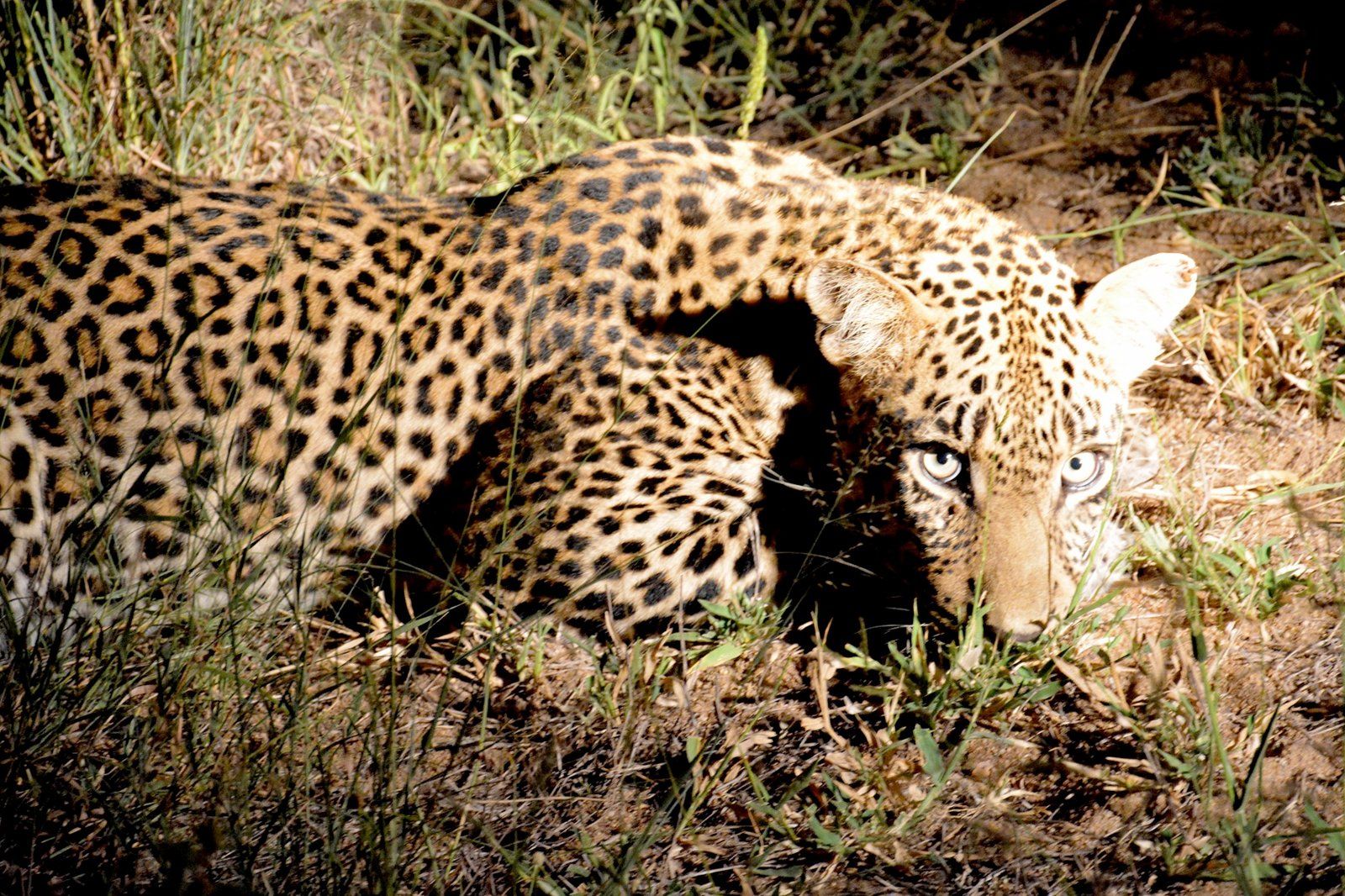 Singapore Night Safari