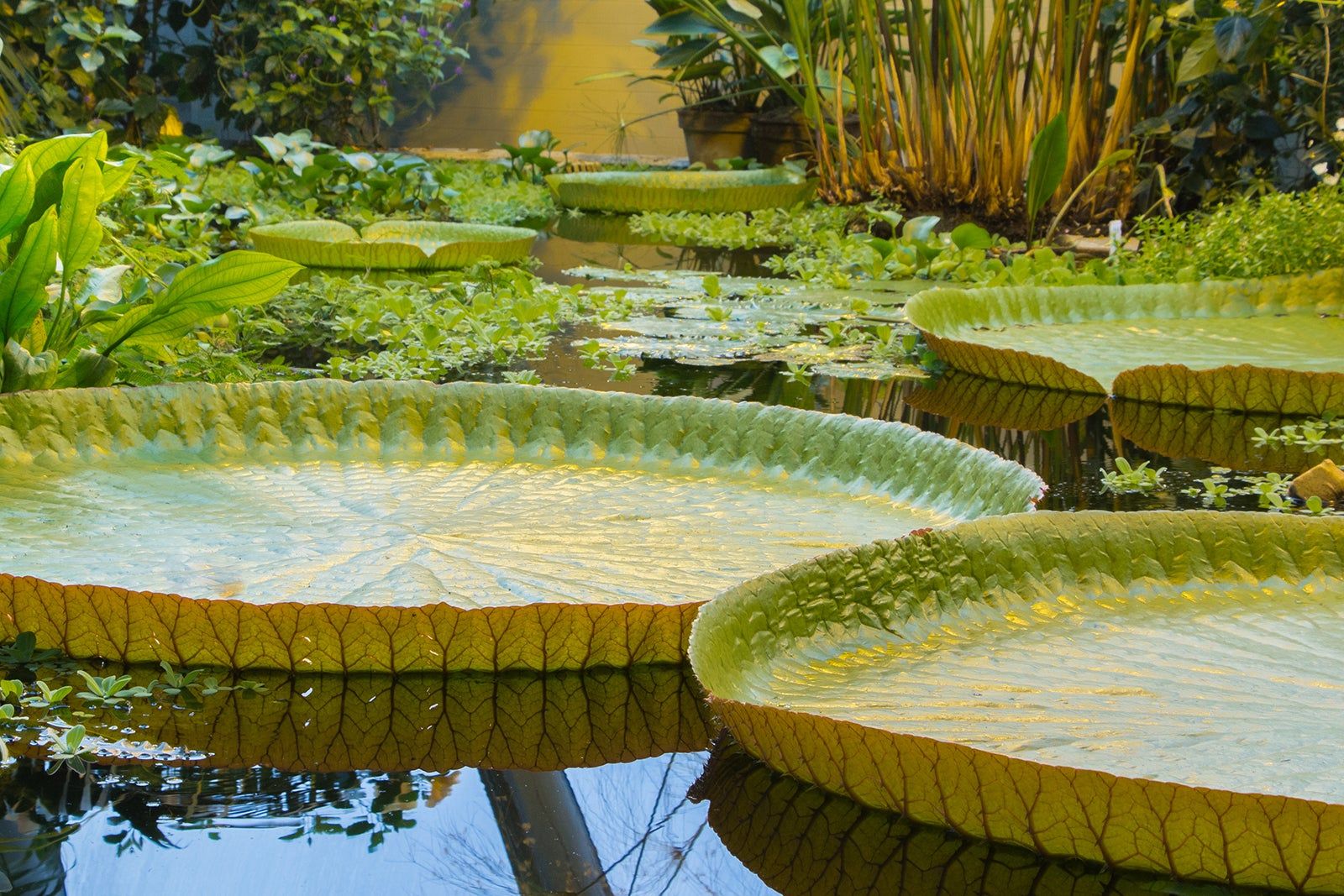 Botanical Garden (Botanisk Have) in Aarhus