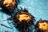 Sea urchins