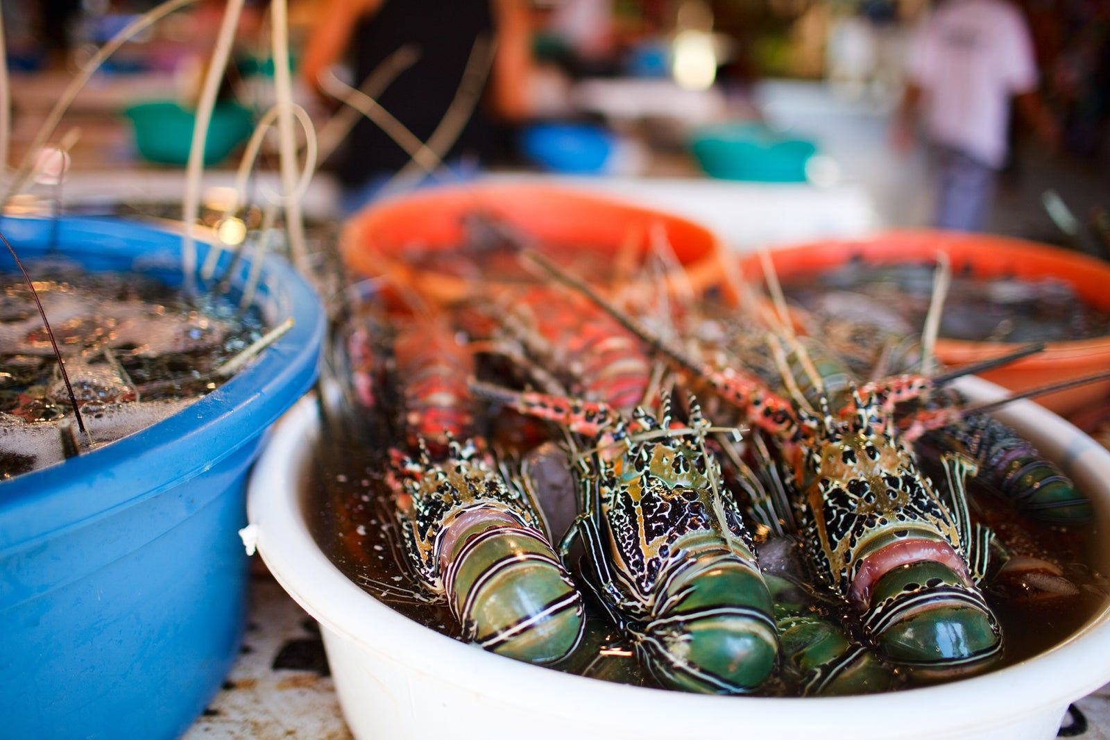 Food and Dining in Boracay Island