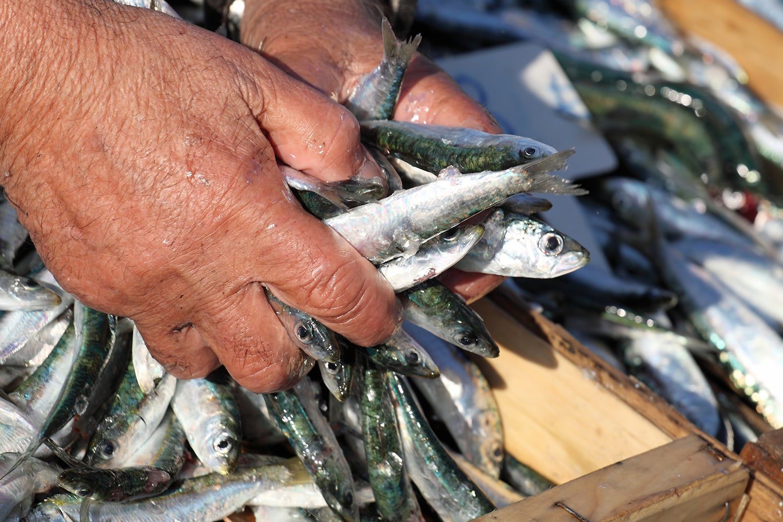 Marché de la Criée in Marseille