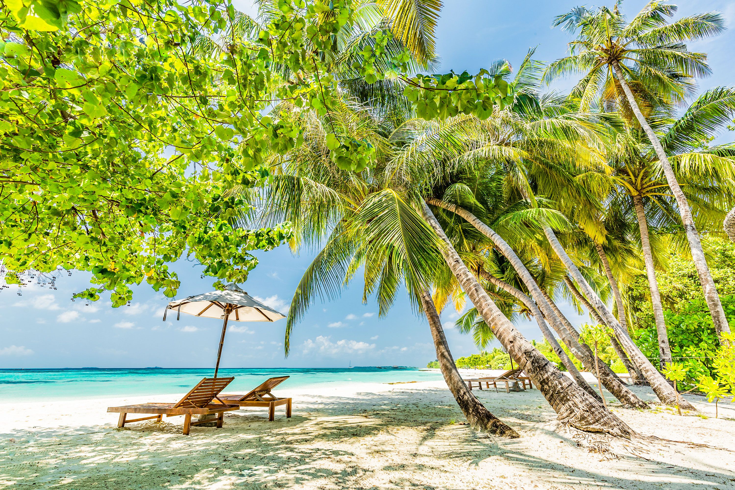Lounge chairs under parasols and tropical trees on a white sandy beach by blue water.