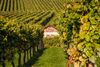 Inside the vineyard