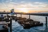Sea lions at Pier 33
