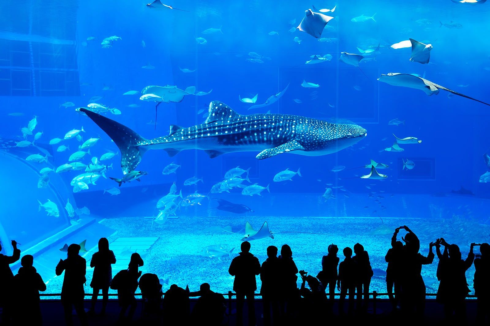 Georgia Aquarium in Atlanta