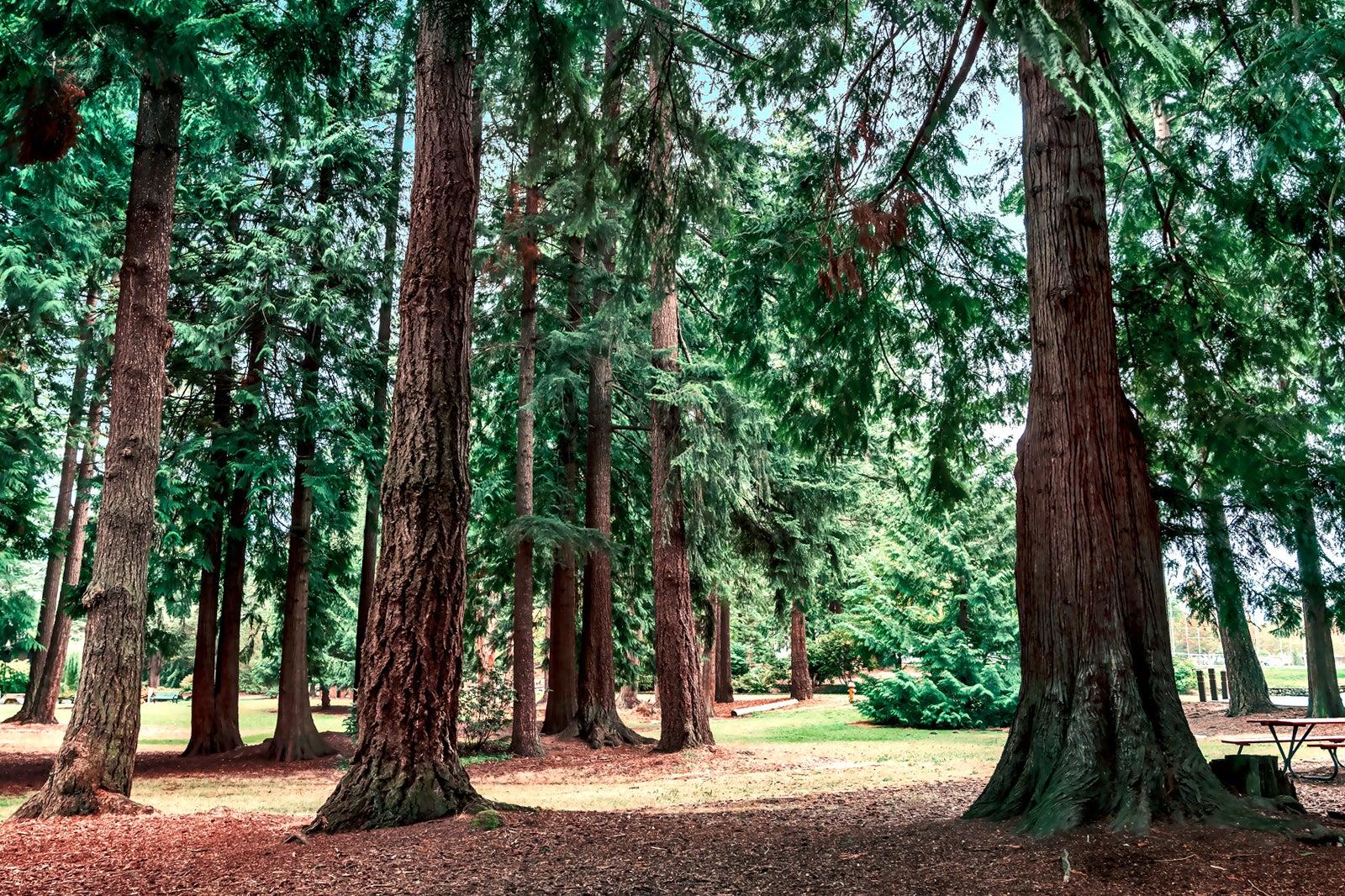 Woodland Park in Seattle