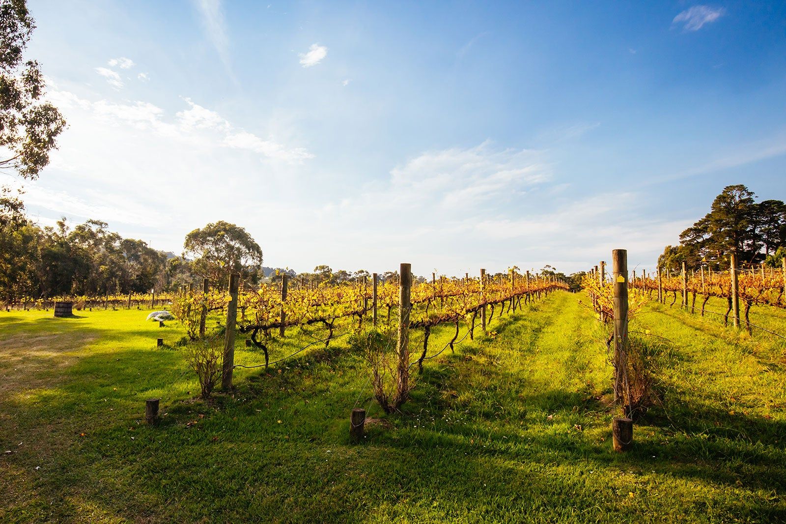 View of a bright green vineyard.
