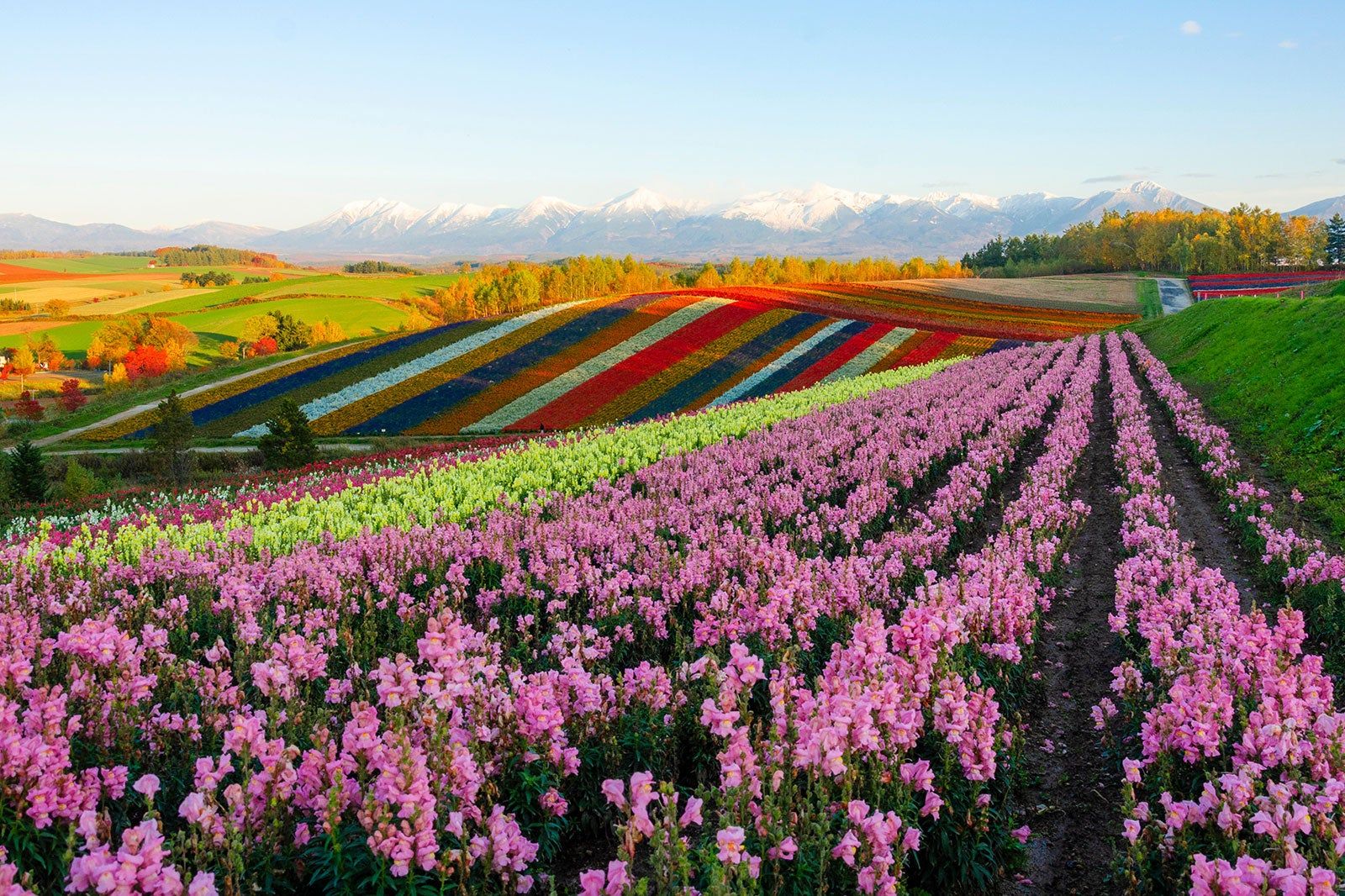A large field with rows of colorful flowers.