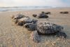 photo by <a href="https://pixabay.com/photos/sea-turtles-hatchlings-baby-beach-1503461/" target="_blank" rel="noreferrer">skeeze</a> (<a href="https://creativecommons.org/share-your-work/public-domain/cc0/" target="_blank" rel="noreferrer">CC0</a>)  modified