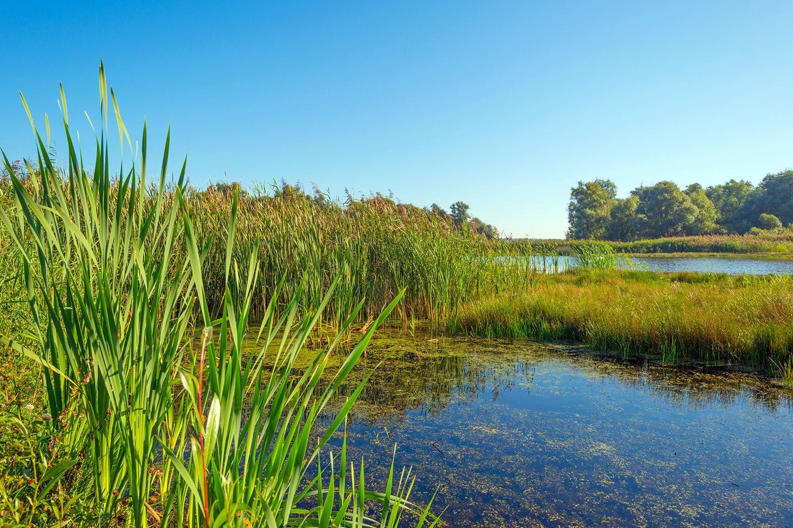 Årslev Meadow Lake (Årslev Engsø) in Aarhus