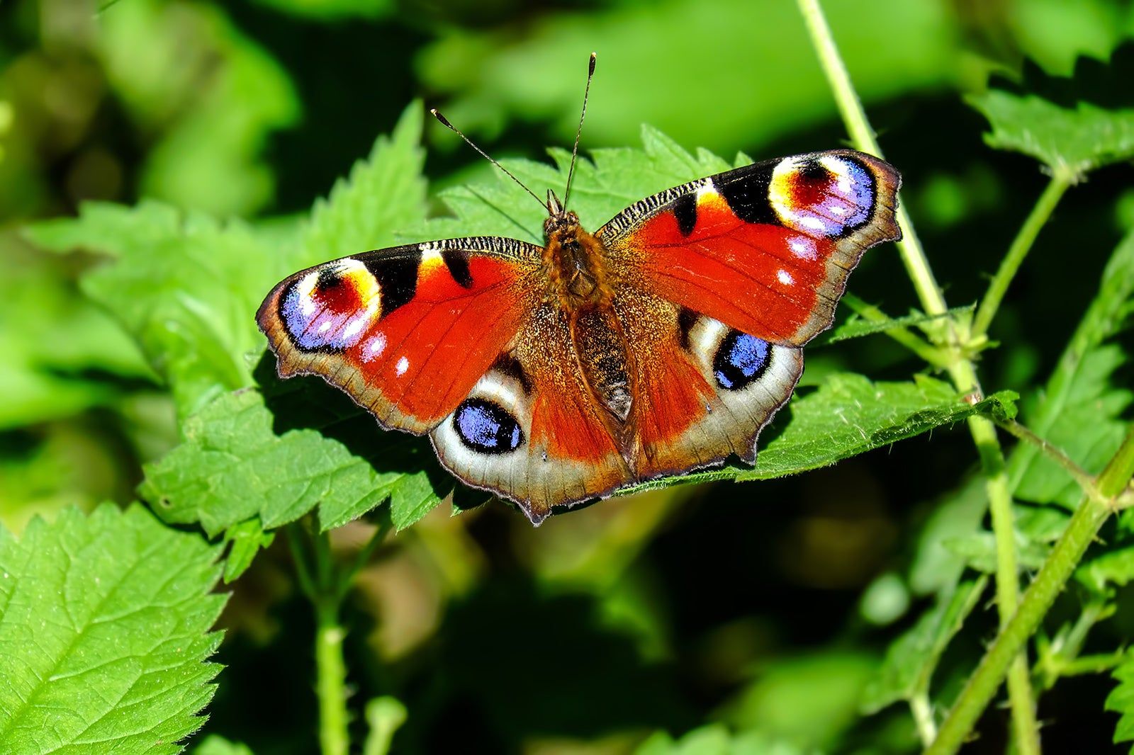 Kemenuh Butterfly Park - Butterfly Conservatory in Gianyar, Bali