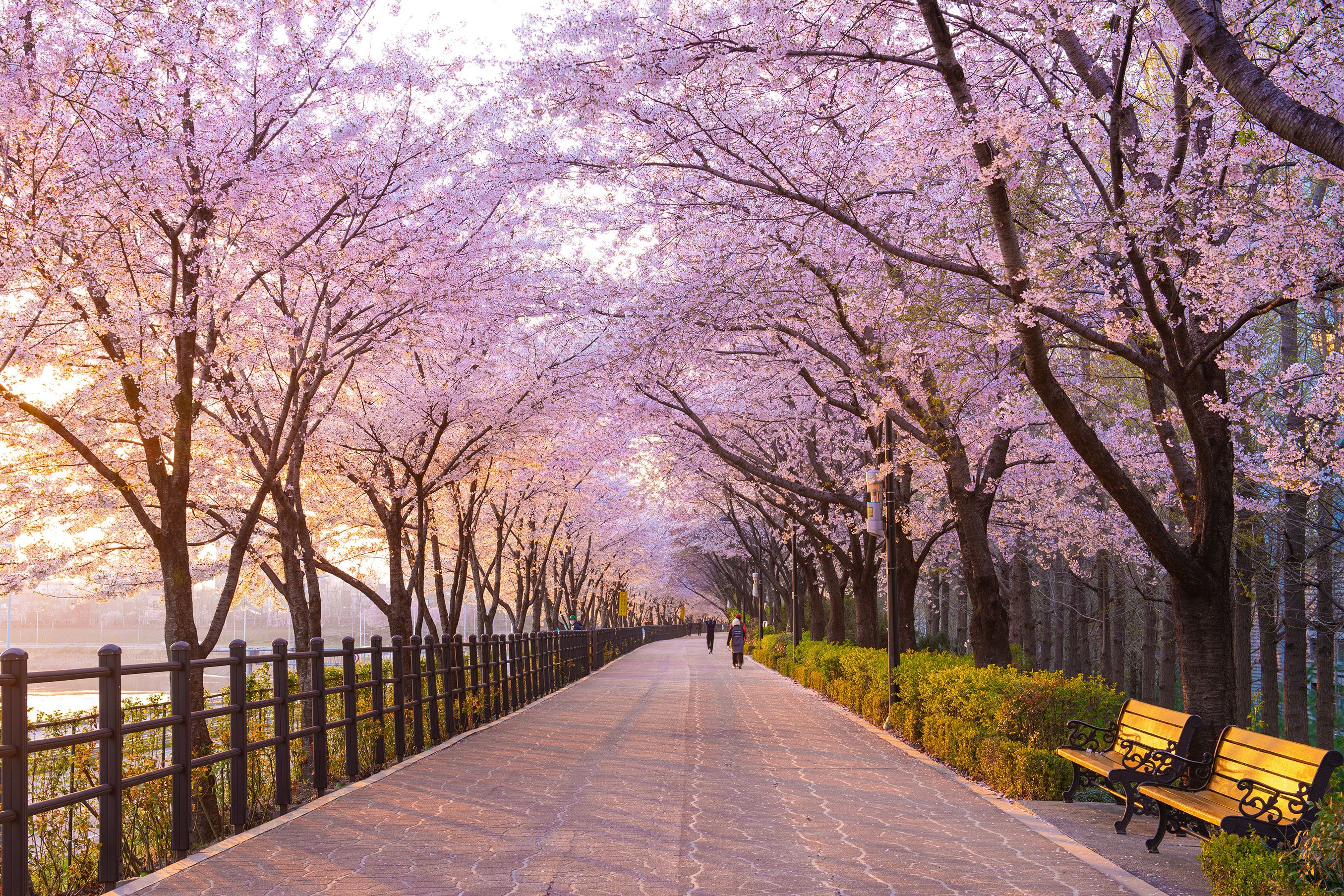 Blooming cherry blossom trees line a walkway in Seoul Forest.