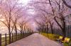 Blooming cherry blossom trees line a walkway in Seoul Forest.
