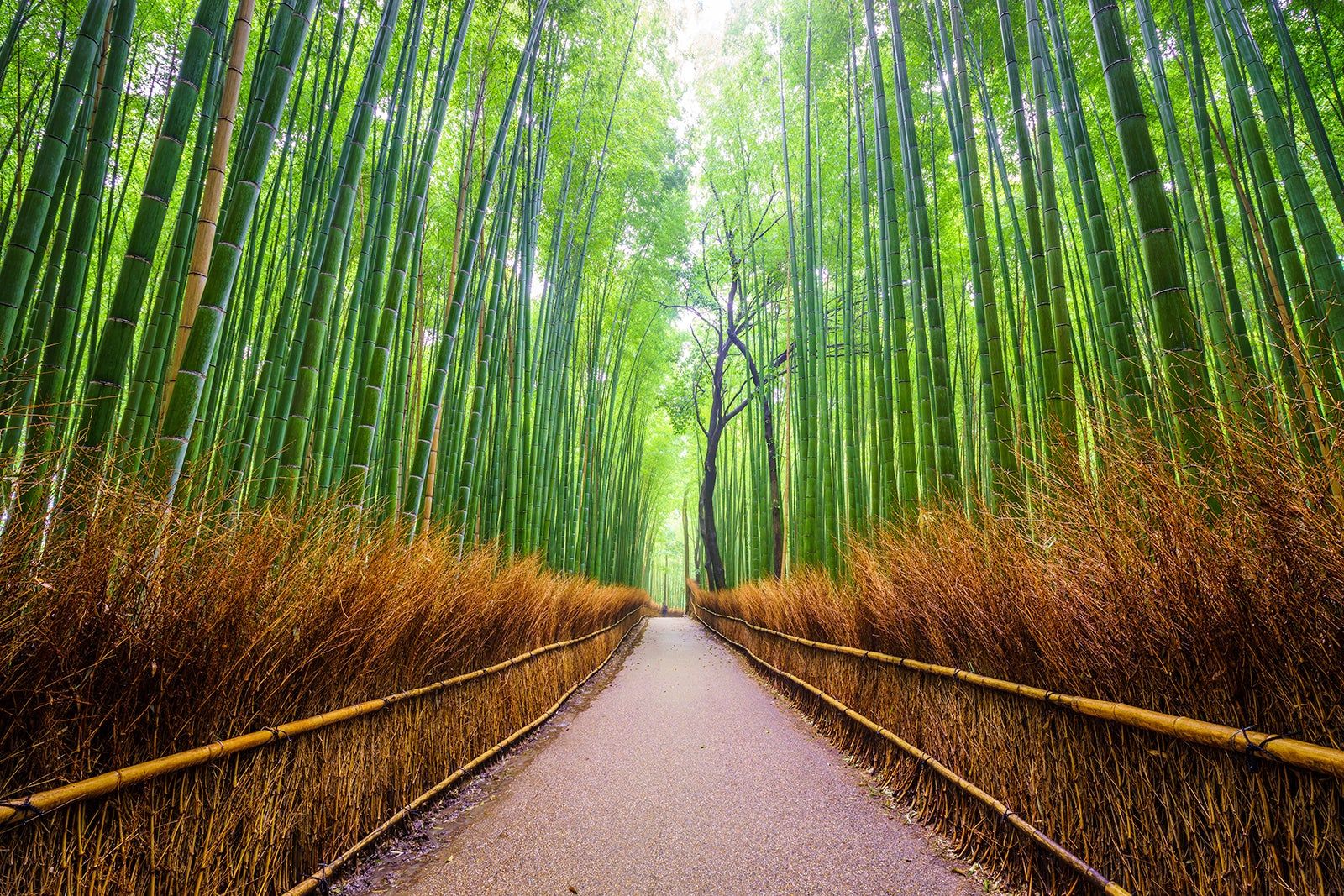 京都嵐山の竹林の小径