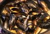 Adriatic mussels