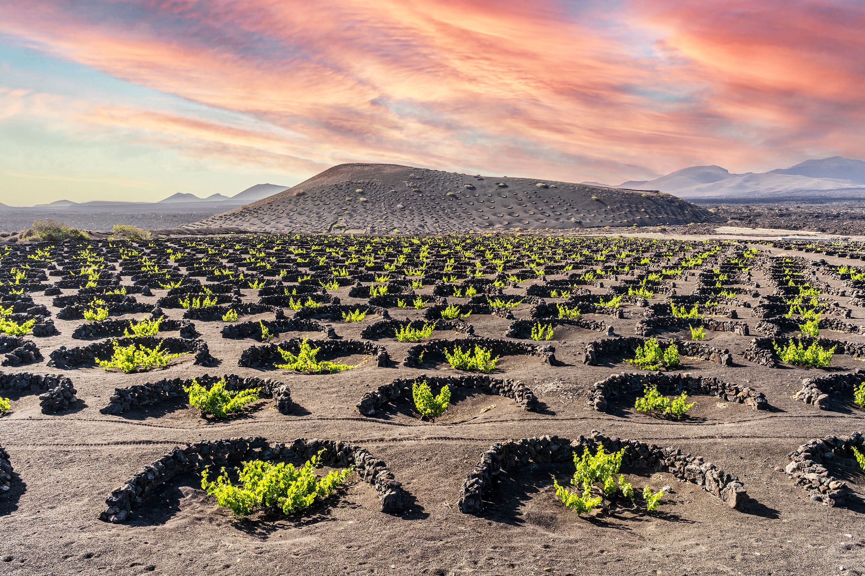 The sun sets with a pink sky over the landscape of volcanic vineyards of La Geria, in the Canary Islands, Spain.