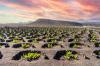 The sun sets with a pink sky over the landscape of volcanic vineyards of La Geria, in the Canary Islands, Spain.