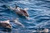Whale and dolphin watching trips