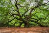 Angel Oak