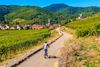 Alsace wine tour
