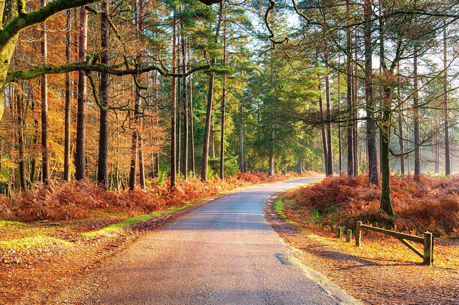 New Forest, England