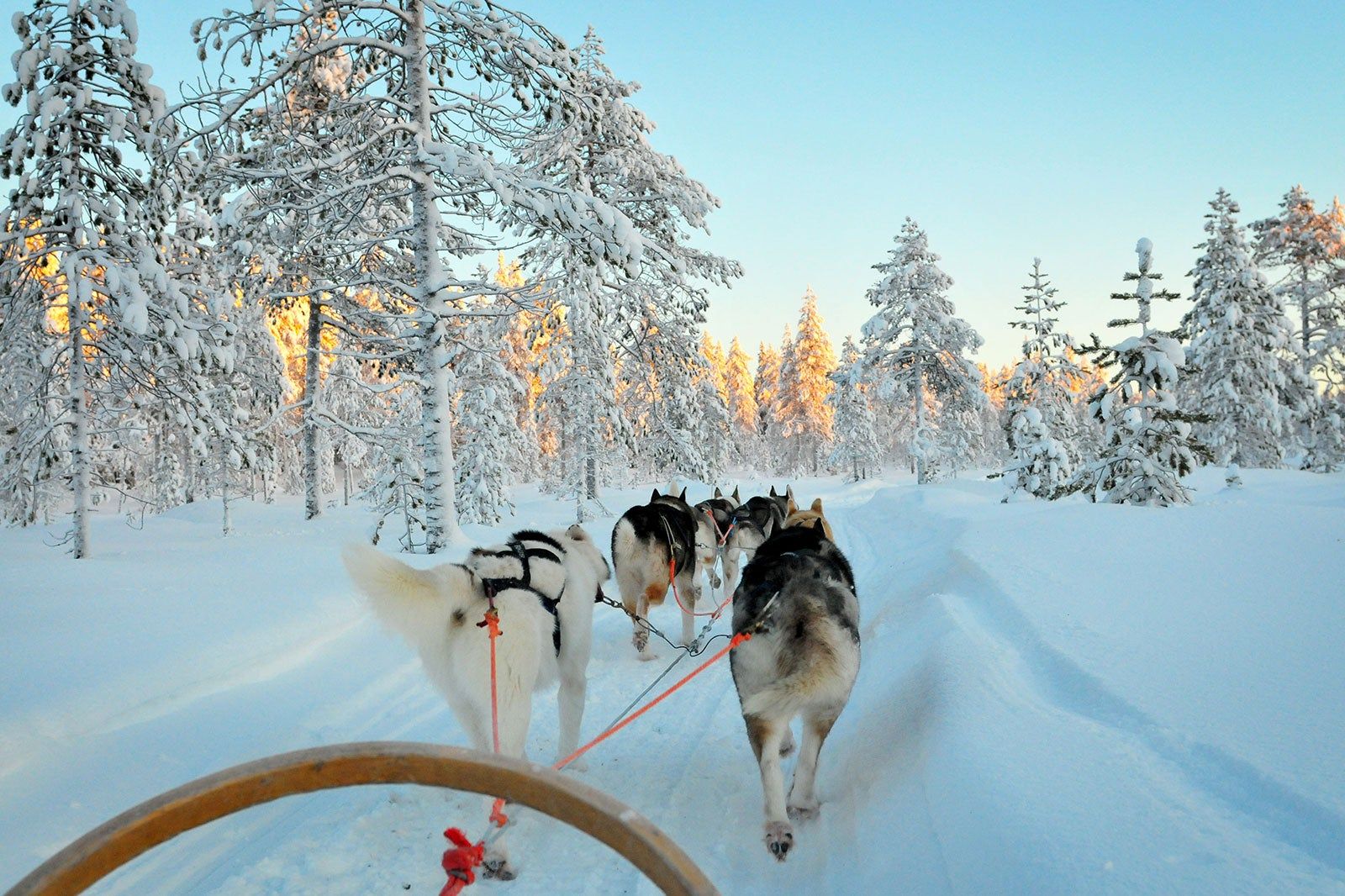 Sled dogs running through snowy woods.