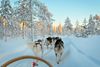Sled dogs running through snowy woods.