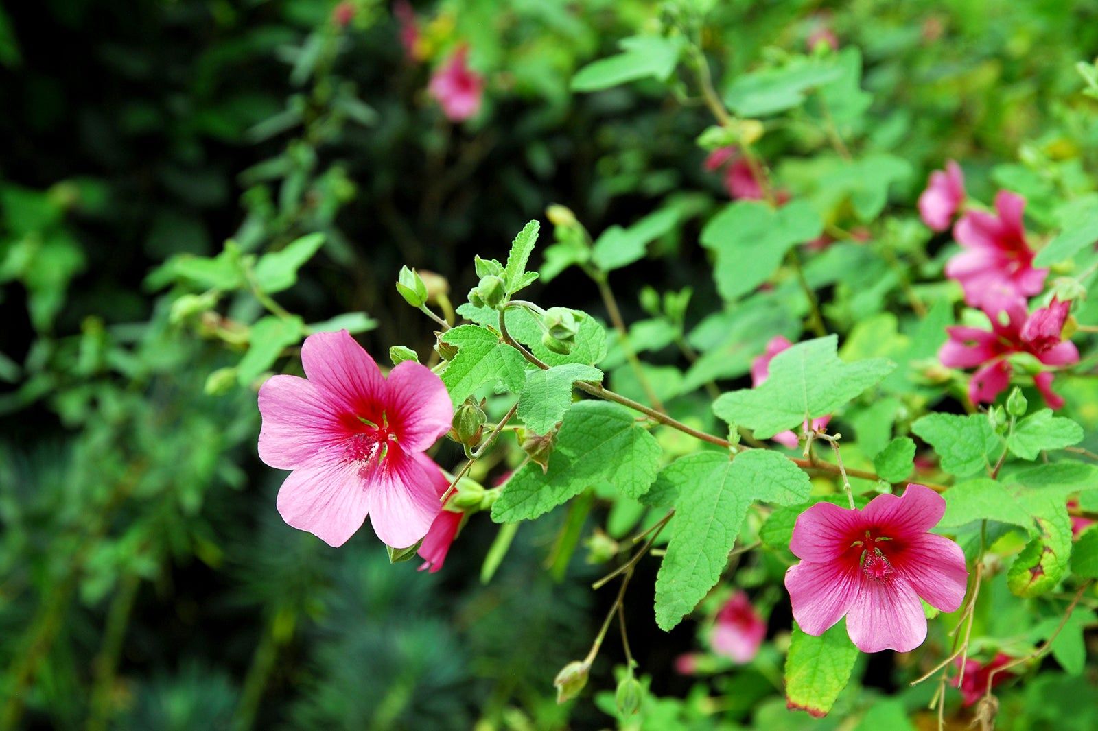 Ness Botanic Gardens in Liverpool 