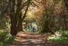 Sherwood Forest