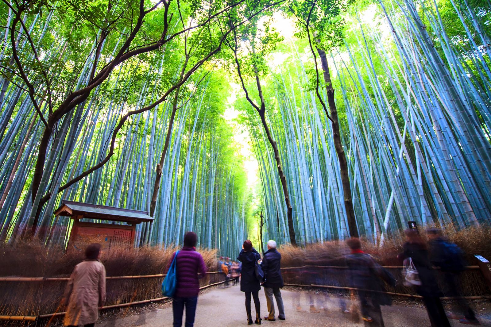 Best Places Locals Love to Go in Kyoto