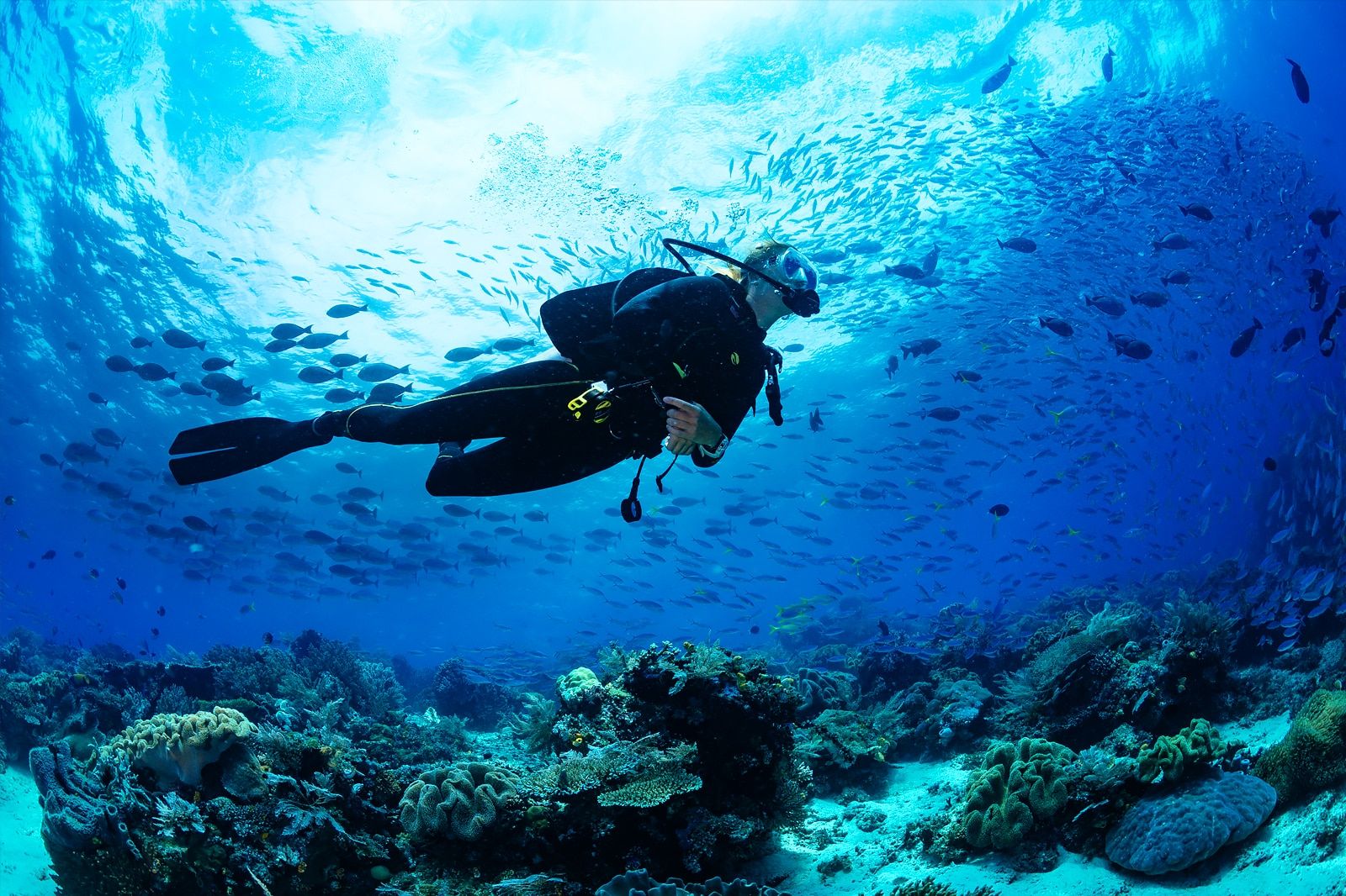 Best Dive Sites around Phi Phi Islands