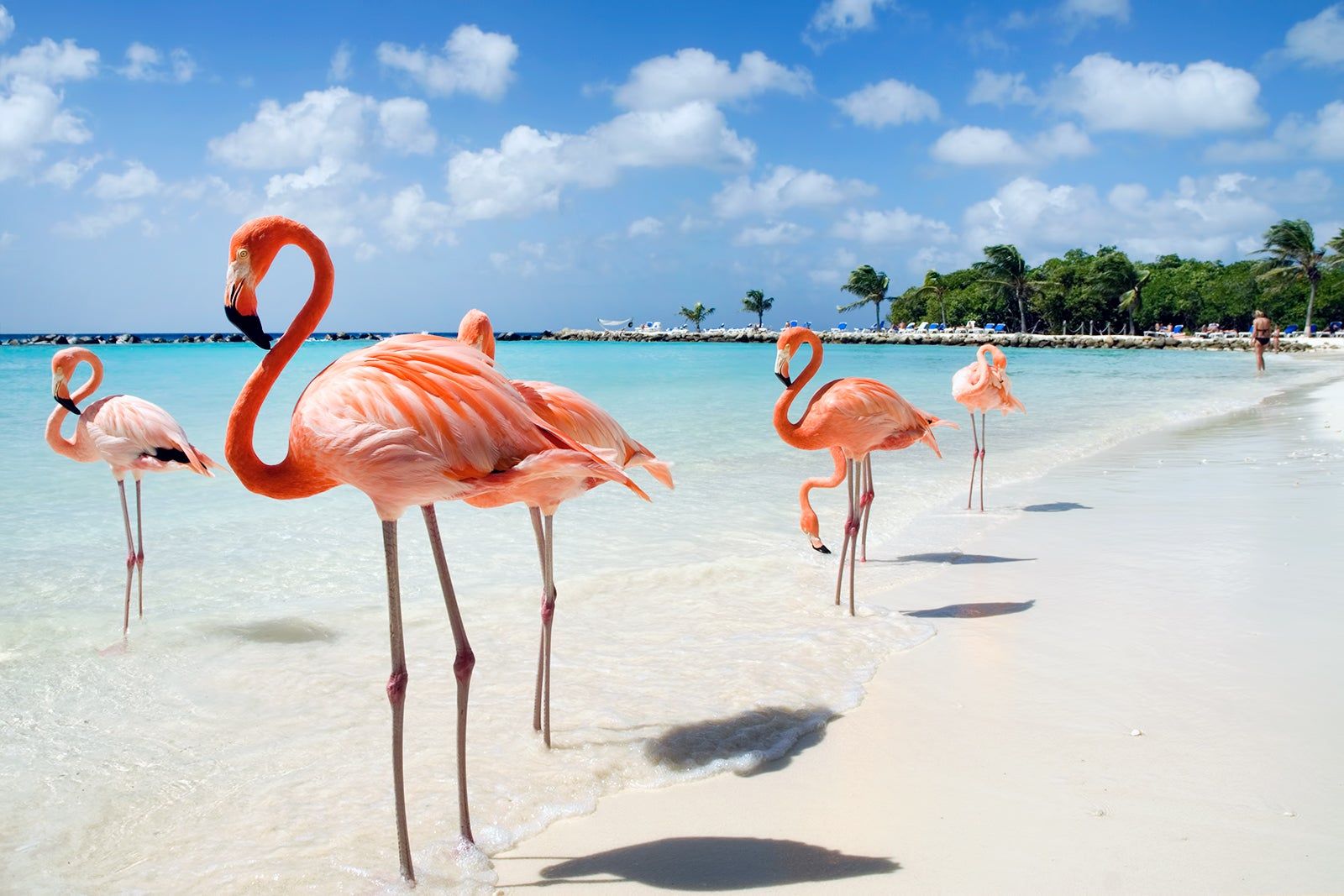 Aruba in Caribbean