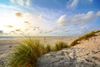 Sandy beach, tall grass, birds flying.