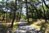 Cape Cod Rail Trail