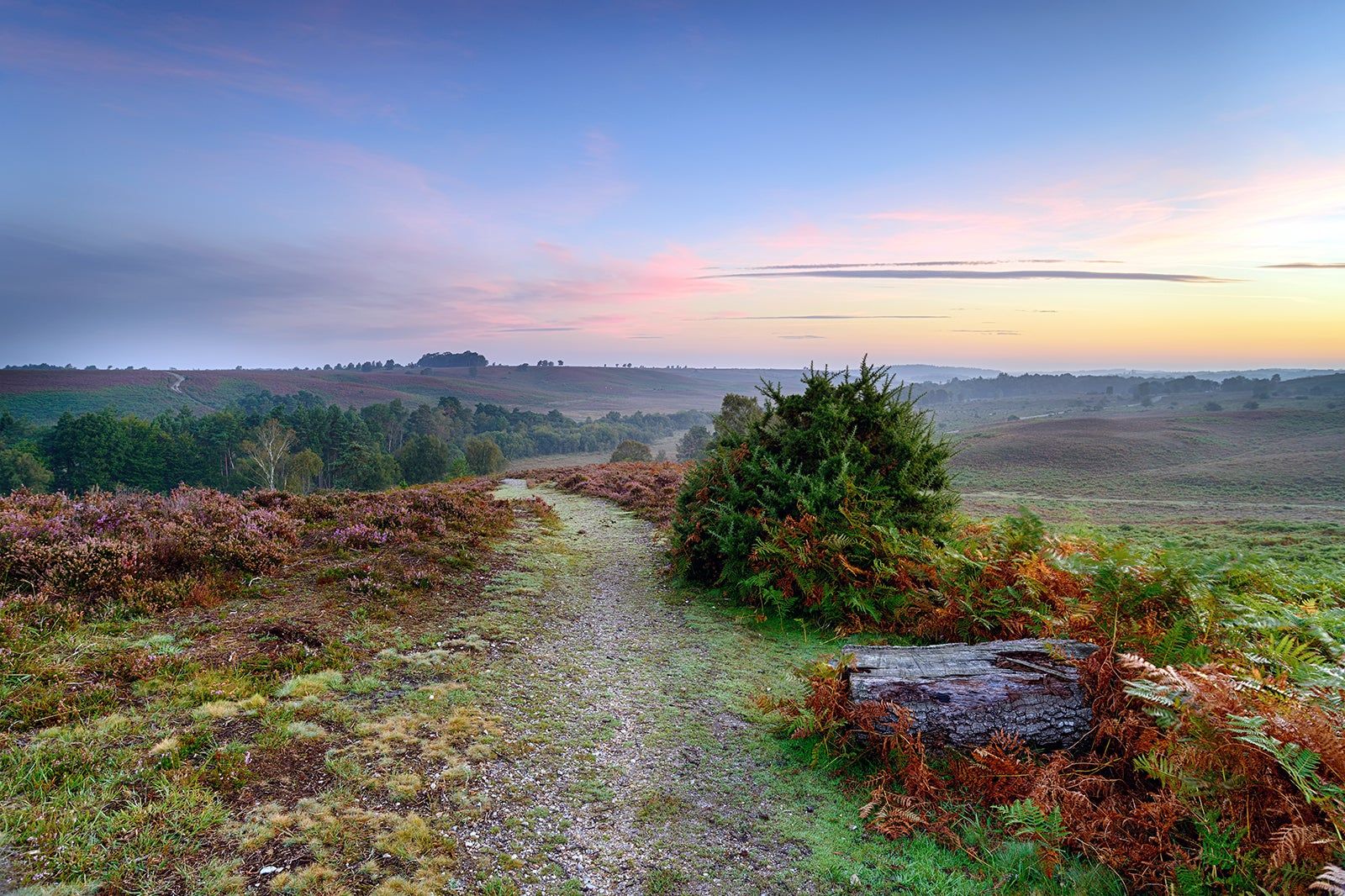 Best Hiking Trails in New Forest National Park