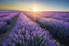 Rows of a lavender field.