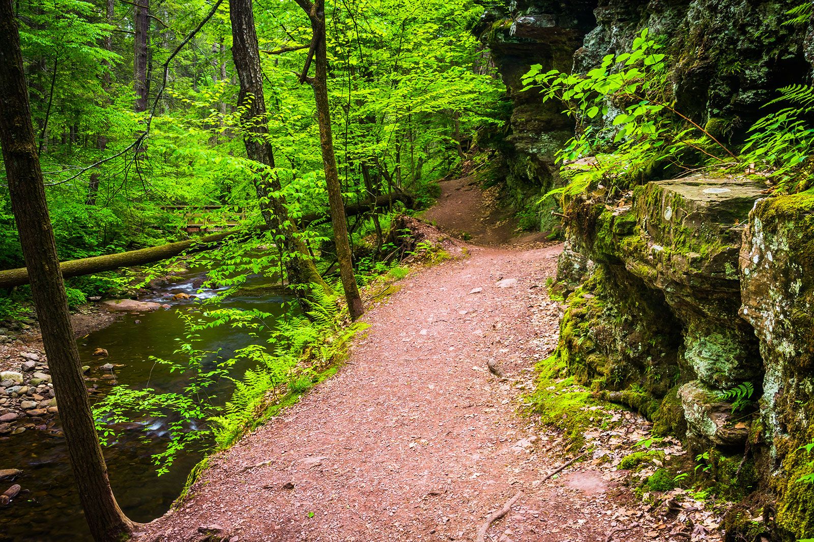 A family hiking in the woods.