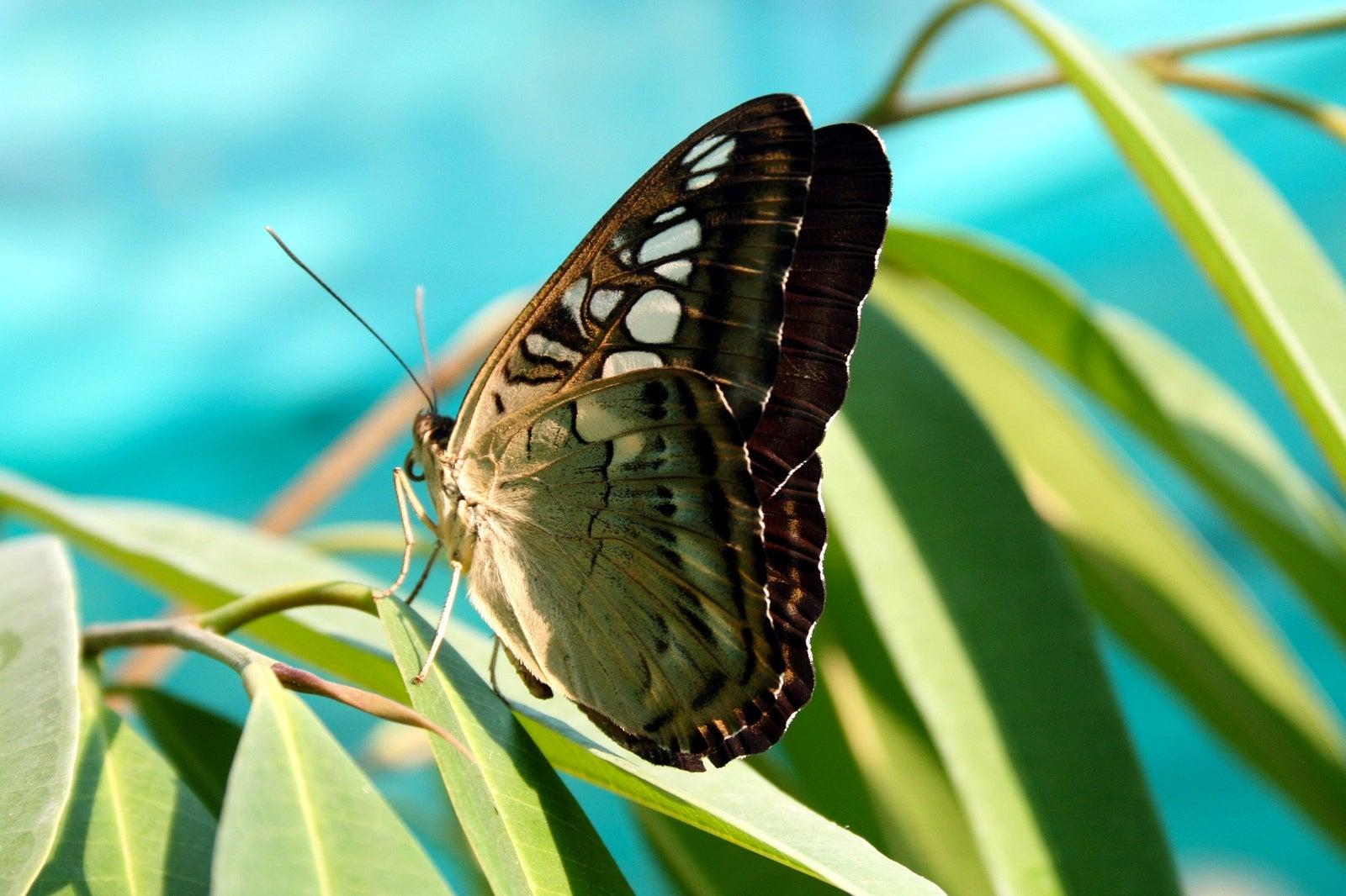 Banteay Srey Butterfly Center in Siem Reap