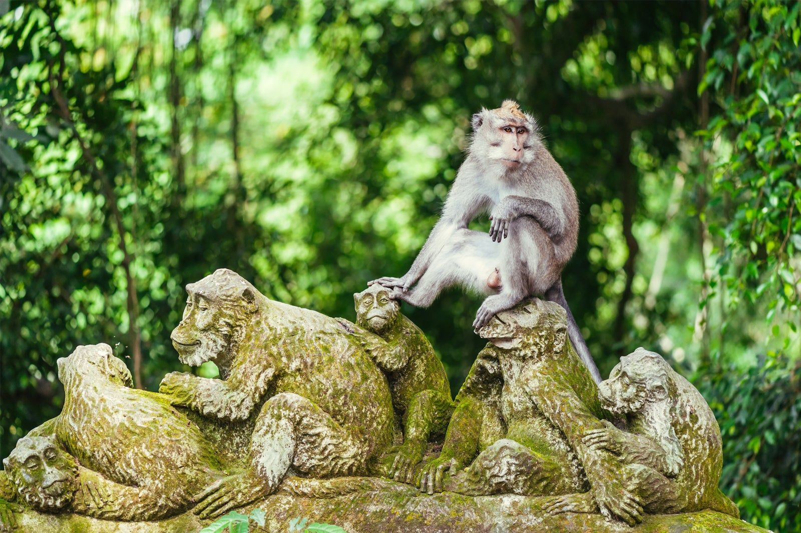 Ubud Monkey Forest in Bali