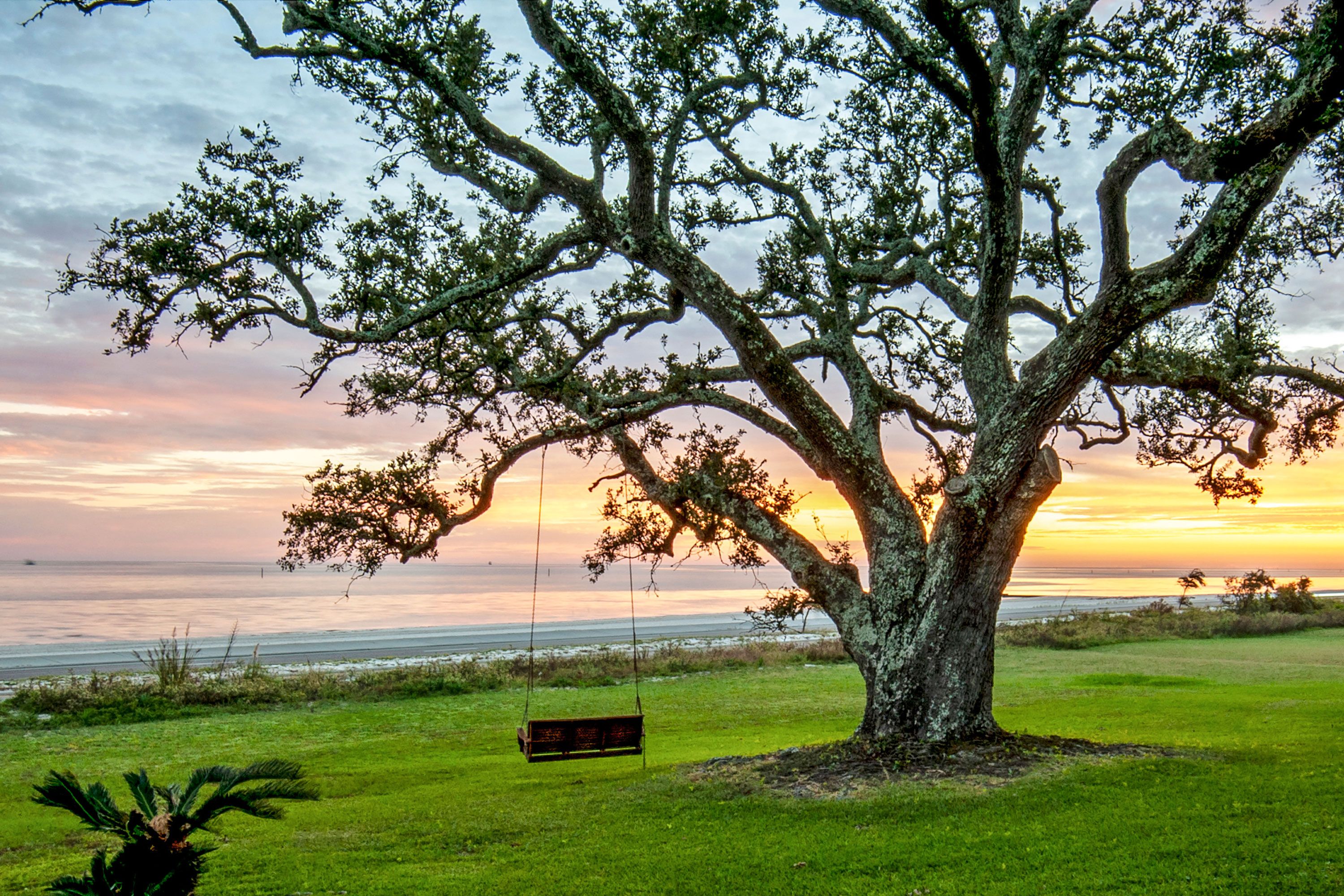 A large oak tree with a swing in front of a beach with surf at sunset.