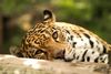 Edinburgh Zoo