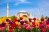 Tulips in front of the Hagia Sophia in Istanbul at spring.