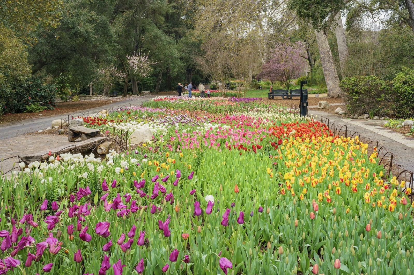 Descanso Gardens in Los Angeles