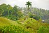 Campuhan Ridge Walk in Bali