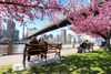 Cherry blossoms in New York