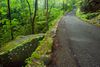 Paved path through the woods.