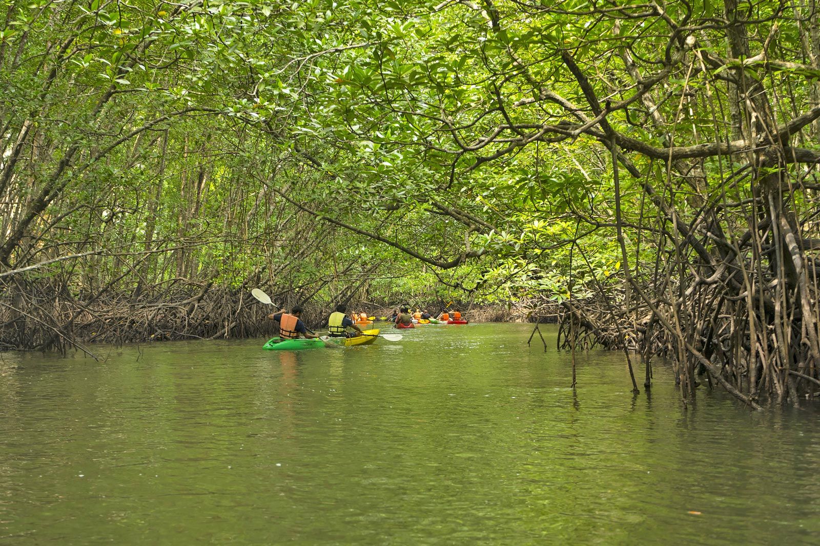 Phuket Mangroves
